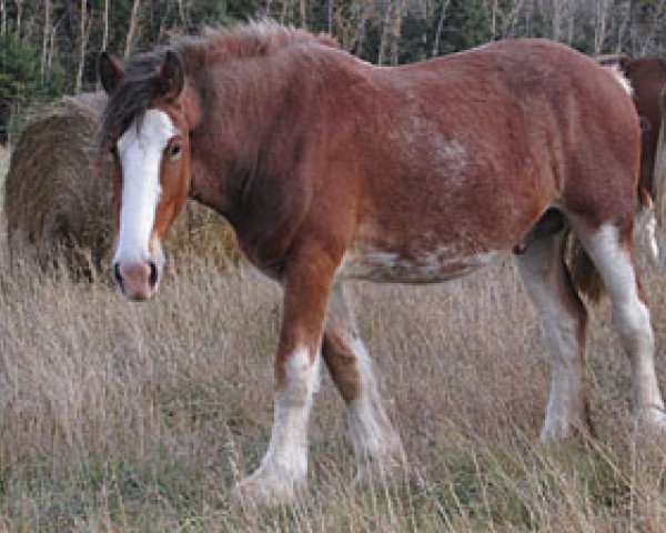 horse Donegal Bruce (Clydesdale, 2011, from Willow Way Burke)