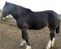 broodmare Donegal Brandi (Clydesdale, 2010, from Donegal Lockinvar)