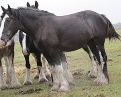 broodmare Donegal Bonnie Lassie (Clydesdale, 2010, from Donegal Lockinvar)