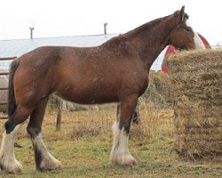 horse Donegal Bonnie Footprint (Clydesdale, 2009, from Donegal Lockinvar)