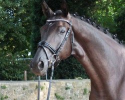 dressage horse Mariscal (Hanoverian, 2016, from E.H. Millennium)