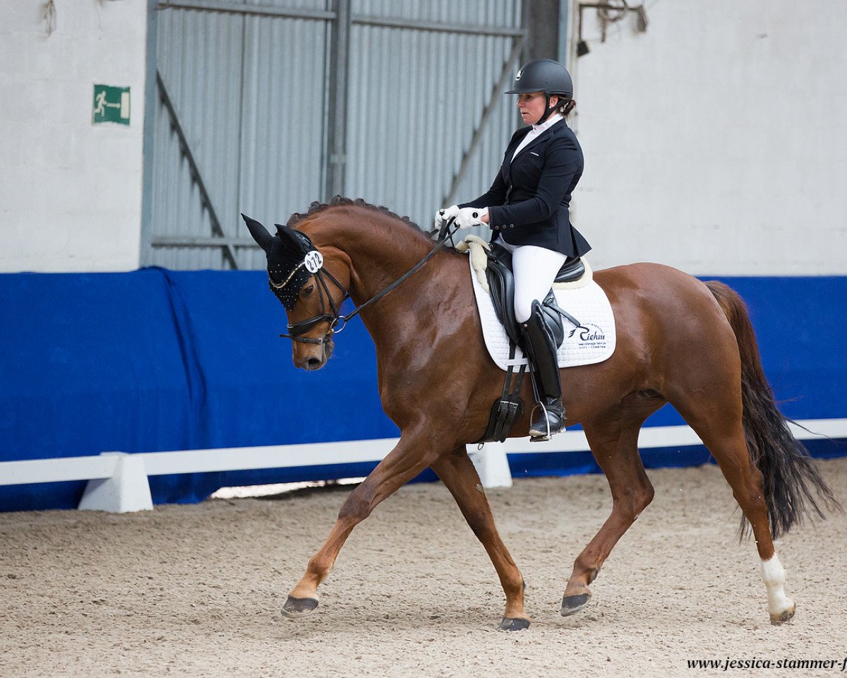 dressage horse Viva La Vida R (Oldenburg, 2015, from Van Vivaldi)