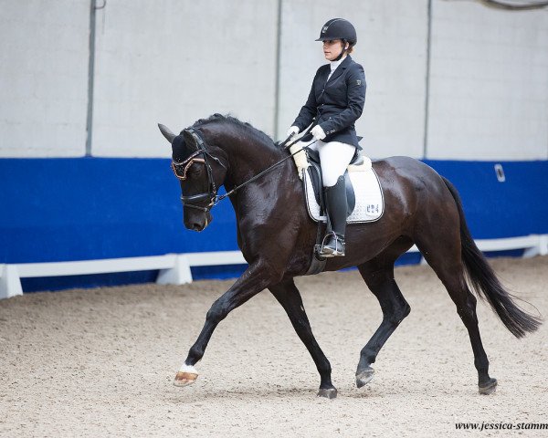dressage horse All Easy 3 (Westphalian, 2015, from All At Once)