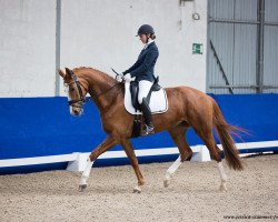 dressage horse Sweet Caramel H (Westphalian, 2015, from Scuderia)