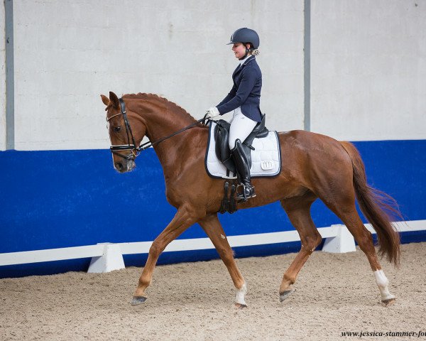 dressage horse Sansibar F (Hanoverian, 2014, from Scuderia)