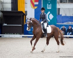 dressage horse Drachentöter (German Sport Horse, 2015, from Don Diamond)