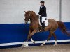 dressage horse Dawine de Luxe (Hanoverian, 2014, from Dr. Watson)