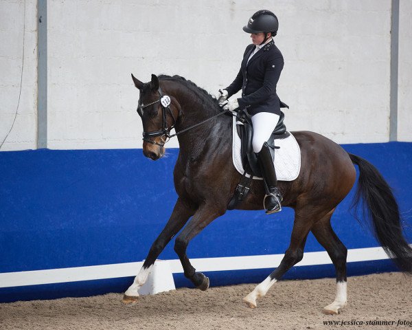 dressage horse Geldermann 6 (German Sport Horse, 2015, from Kastel's Grand Galaxy Win)