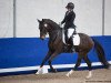 dressage horse Geldermann 6 (German Sport Horse, 2015, from Kastel's Grand Galaxy Win)