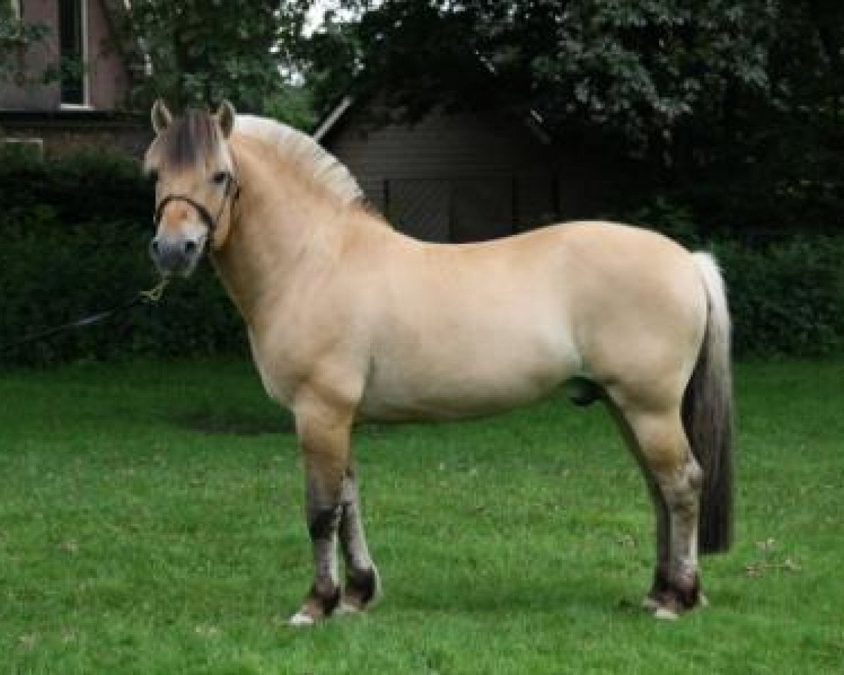 Deckhengst Sven (Fjordpferd, 1997, von Larsto)