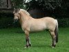 stallion Sven (Fjord Horse, 1997, from Larsto)