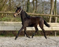 broodmare Honey Ria (Westphalian, 2019, from Hotline)