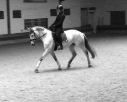 dressage horse Panama (Trakehner, 2010, from Cadeau)