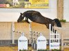 stallion Cashfor US (German Sport Horse, 2017, from Cullinan du Borget B)