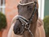 Pferd Bonito 426 (Deutsches Reitpony, 2011, von Black Dancer)