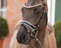 horse Bonito 426 (German Riding Pony, 2011, from Black Dancer)