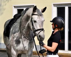 dressage horse Charming Cloud (Zweibrücken, 2007, from Cockpit)