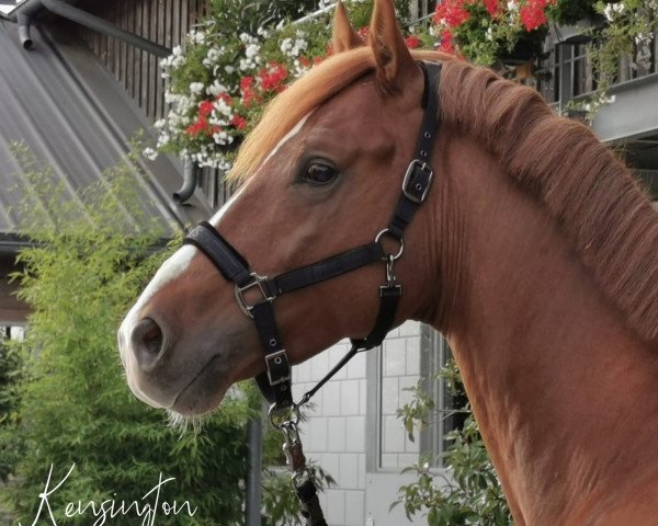 Dressurpferd Kensington 21 (Koninklijk Warmbloed Paardenstamboek Nederland (KWPN), 2015, von Desperado)