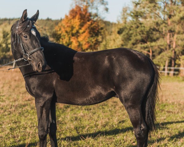 broodmare W Hogewerf Wyvonne (KWPN (Royal Dutch Sporthorse),  , from Gribaldi)