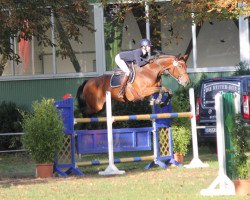 jumper Infinity 26 (Hanoverian, 2008, from Iberio)