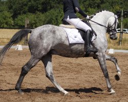 dressage horse Dreamcatchers Dior (KWPN (Royal Dutch Sporthorse), 2011, from Decor Dreamcatcher)