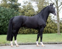 Deckhengst W V Saron (KWPN (Niederländisches Warmblut), 2003, von Creool)