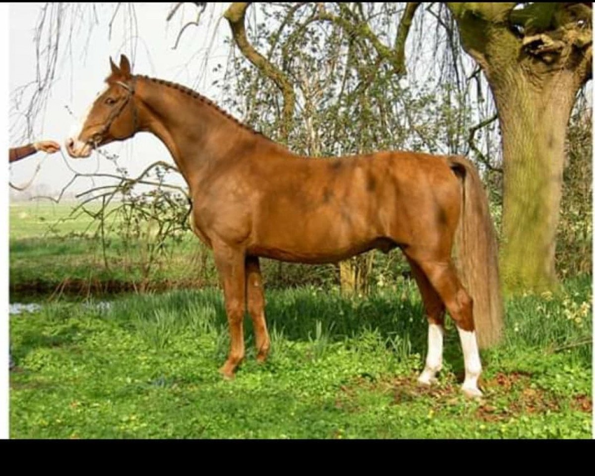 stallion Pascal (KWPN (Royal Dutch Sporthorse), 1997, from Elegant)