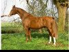 stallion Pascal (KWPN (Royal Dutch Sporthorse), 1997, from Elegant)