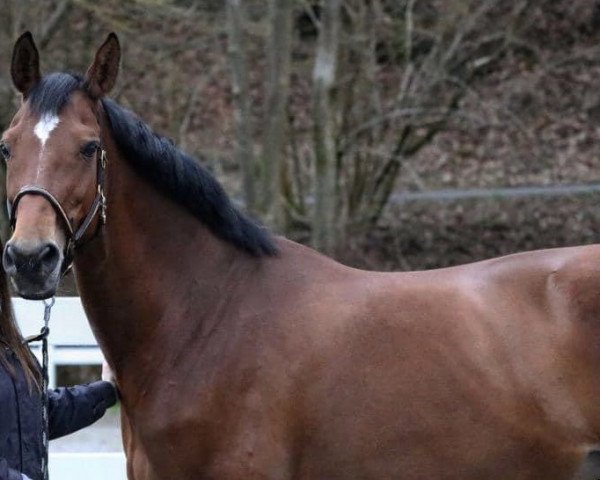 broodmare Touch the flame (KWPN (Royal Dutch Sporthorse), 2004, from Quite Easy I)