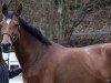 broodmare Touch the flame (KWPN (Royal Dutch Sporthorse), 2004, from Quite Easy I)