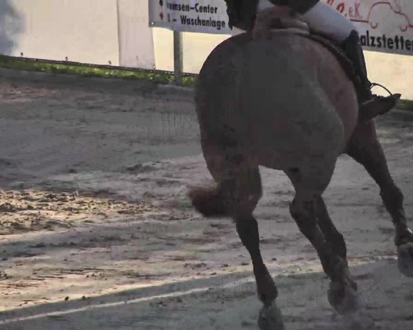 Reitturnier Waldachtal-Heiligenbronn 2015