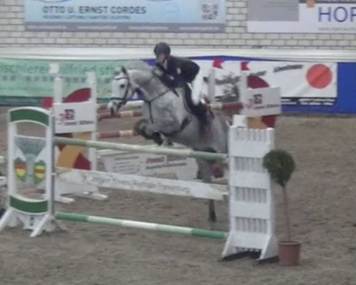 jumper Clintess 2 (Hanoverian, 2010, from Clinton I)