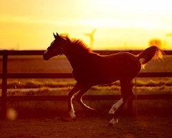 Springpferd Caloubet le Rouge (Rheinländer, 2018, von Maloubet de Pleville)