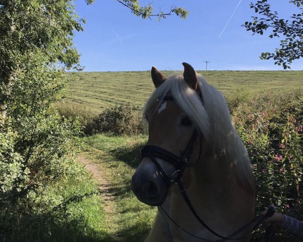 Pferd Neon (Haflinger, 2010, von Nastral)