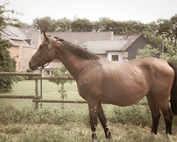 broodmare Salme Spirit (KWPN (Royal Dutch Sporthorse), 1999, from Cavalier)