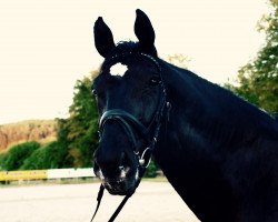 Pferd Renidesco (Bayer, 1999, von Rothenburg J)