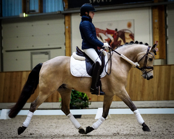 dressage horse Hesselteichs Alfonso (German Riding Pony, 2009, from A Gorgeous)