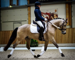 Dressurpferd Hesselteichs Alfonso (Deutsches Reitpony, 2009, von A Gorgeous)