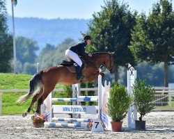 jumper Feltano Fluswiss CH (Swiss Warmblood, 2015, from Felton VDL)