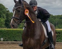 dressage horse Akeby´s Lieber Kerl (Holsteiner, 2007, from Lorentin I)