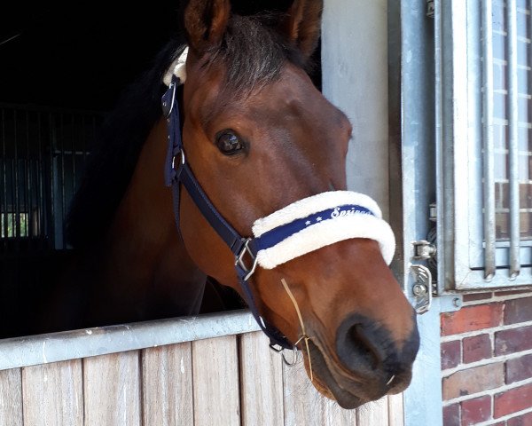 Springpferd Little Dancer St (Westfale, 2014, von Lord Cassini)