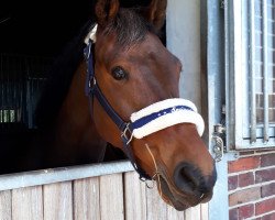 jumper Little Dancer St (Westphalian, 2014, from Lord Cassini)