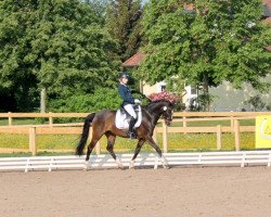 dressage horse Bendit 12 (German Riding Pony, 2006, from Bazooka)