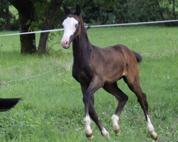 Springpferd Cro (Oldenburger Springpferd, 2019, von Colorit)