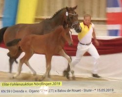 jumper Orenda (German Sport Horse, 2019, from Ogano Sitte)