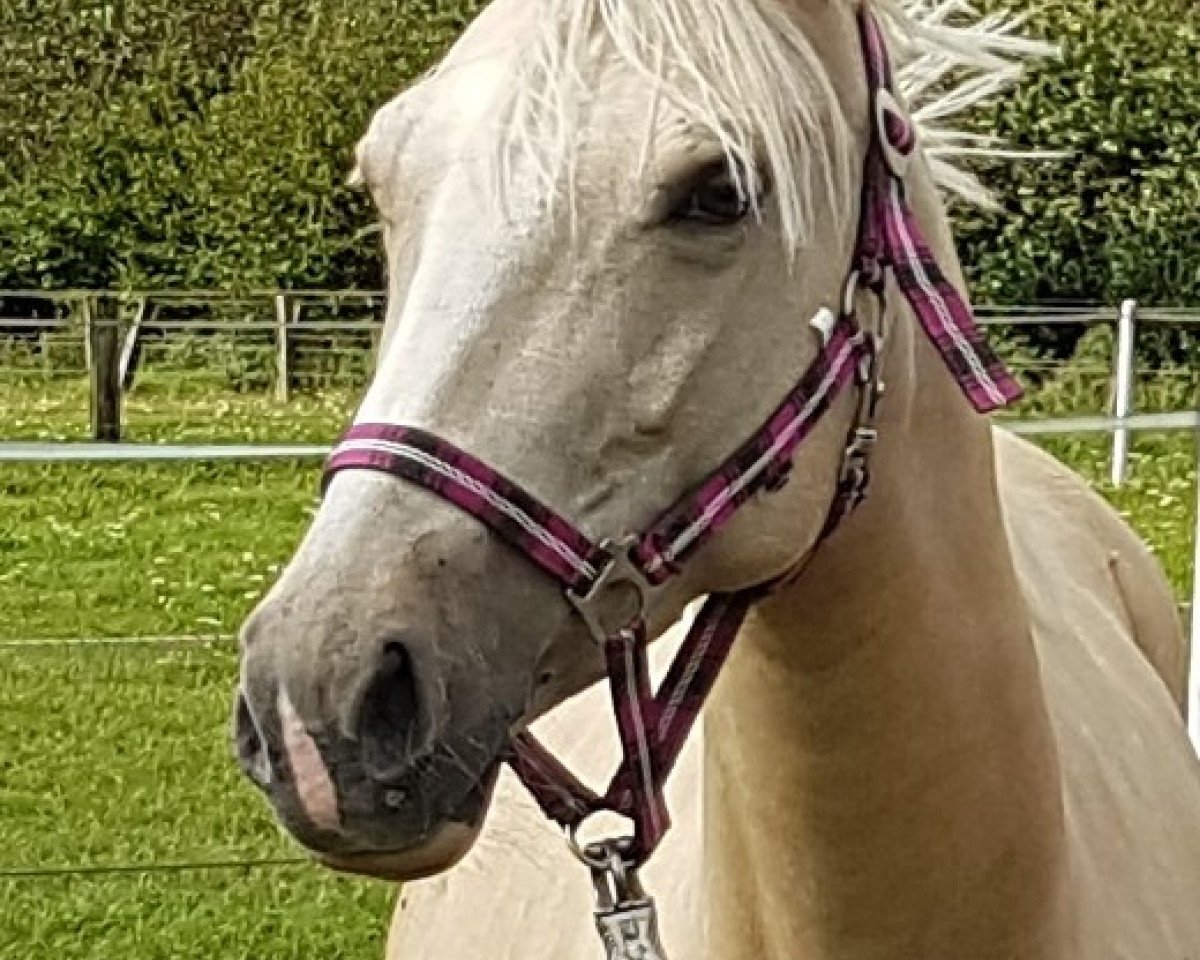 Zuchtstute BKS White Sapphire (Deutsches Reitpony, 2012, von White Diamond B)