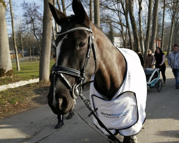 jumper Bella Bianca (Oldenburg, 2004, from Balou du Rouet)