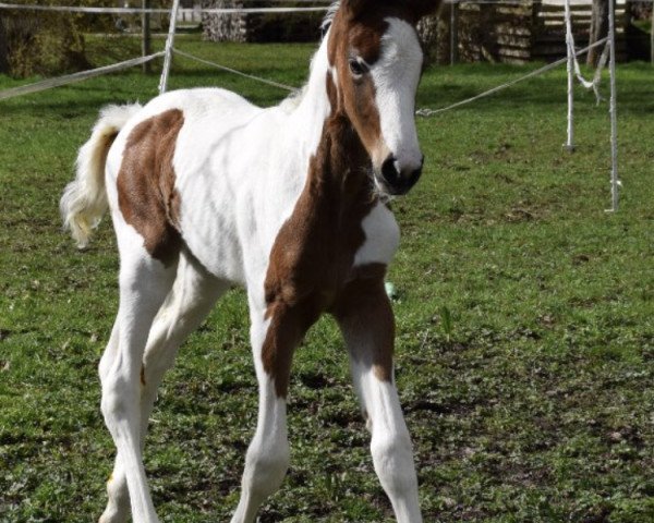 broodmare Rapunzel du rouet (Zangersheide riding horse, 2020, from Hahnenhofs Rox du Rouet)