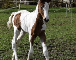 broodmare Rapunzel du rouet (Zangersheide riding horse, 2020, from Hahnenhofs Rox du Rouet)