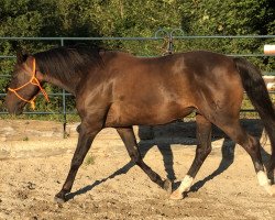 horse Ferris (Hanoverian, 2003, from Falkland)